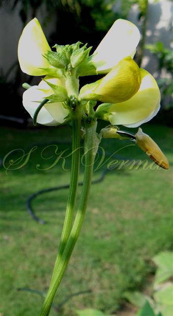  Inflorescence